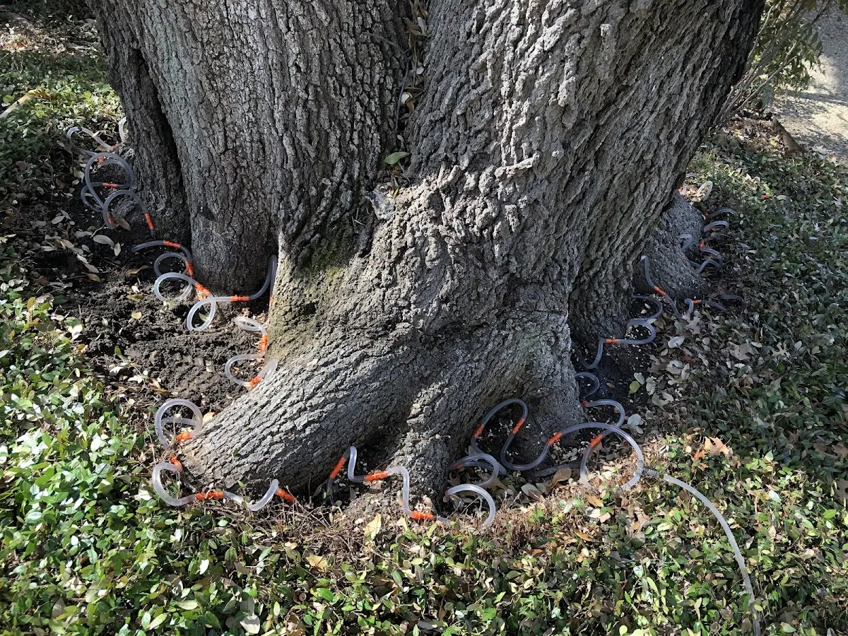 Detailed Tree Cabling and Bracing job site in Stamford