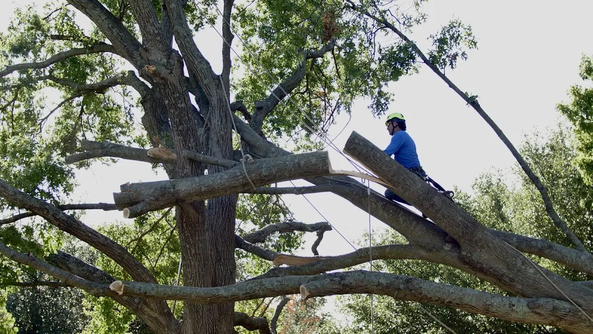 Professional Crown Thinning performed by certified arborists in Stamford