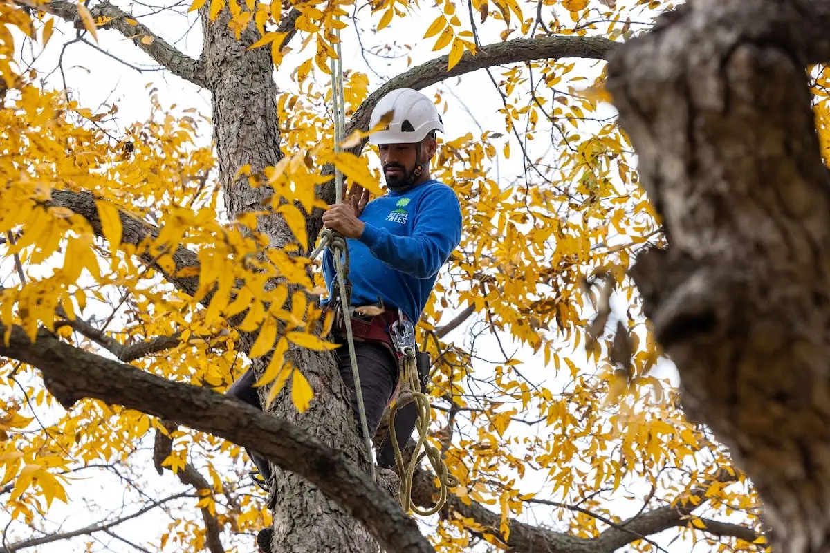 Skilled Tree Disease Treatment crew working in Stamford