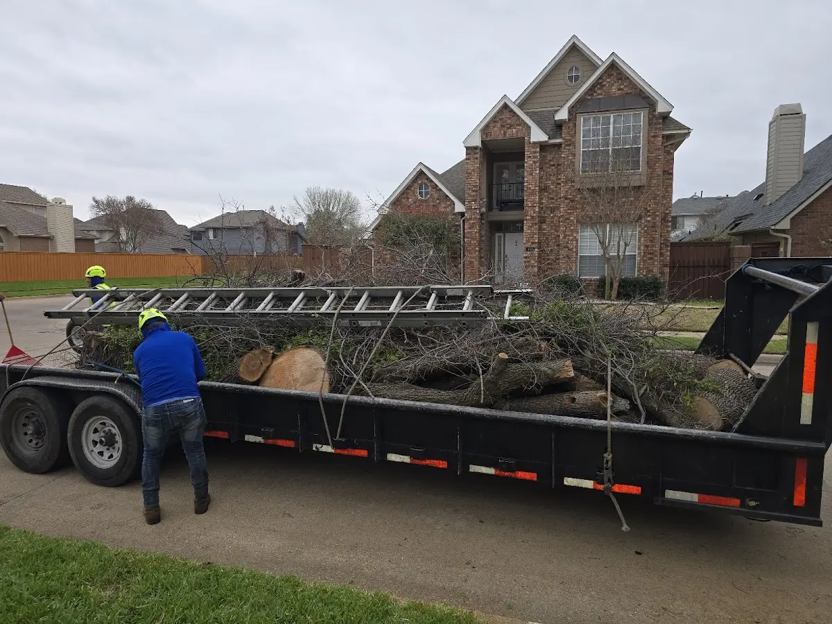 Expert Tree Removal with proper safety equipment in Stamford